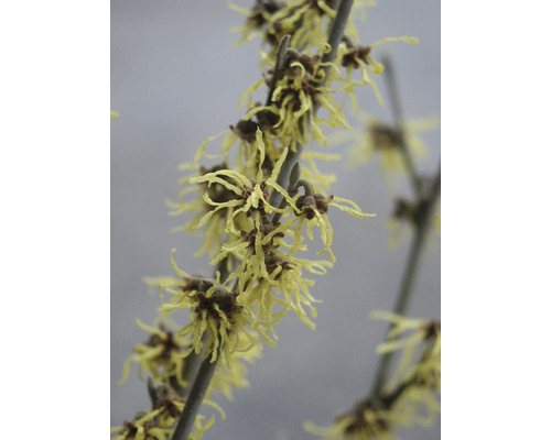 Zweig der Zaubernuss mit gelben Blüten