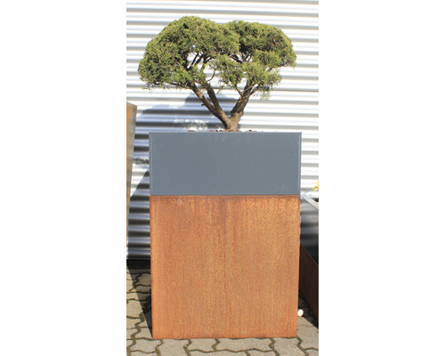 Bonsai in Pflanzgefäß für den Außenbereich