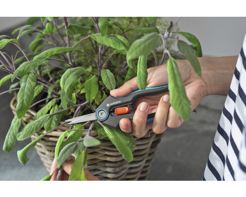 Eine Person schneidet Salbei in einem Korb mit einer Kräuterschere von Gardena