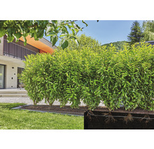 Im Garten steht eine grüne Lorbeerhecke als Sichtschutz.