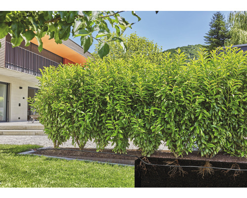 Im Bild ist eine grüne Lorbeerhecke im Garten zu sehen, zusammen mit einer grafischen Darstellung ihrer Wurzeln.