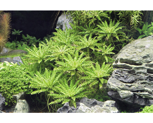 Aquarium mit Wasserpflanzen und Felsen