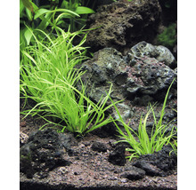 Aquarium mit Zwergnadelsimse zwischen Lavasteinen