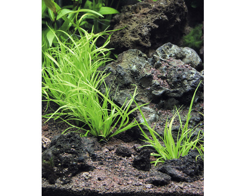 Aquarium mit Zwergnadelsimse zwischen Lavasteinen