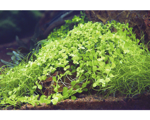 Aquariumpflanzen auf einem Stein