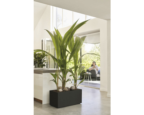 Zimmer mit Pflanzgefäß, Zierpflanzen und Steinen