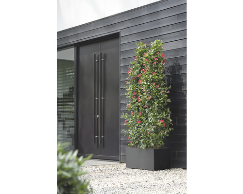 Eine Dipladenia Mandevilla Pflanze mit roten Blüten in einem rechteckigen Pflanzgefäß vor einer modernen Hausfassade mit dunkler Holzwand und einer Doppeltür