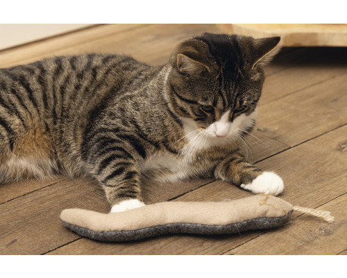 Getigerte Katze liegt auf einem Holzboden und spielt mit einem Katzenspielzeug