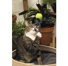 Eine getigerte Katze spielt mit einem Katzenspielzeugball in einem Katzenkorb.