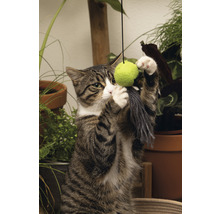 Getigerte Katze spielt mit Katzenspielzeug vor Topfpflanzen