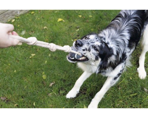 Ein Hund spielt mit einem Seilspielzeug im Freien.