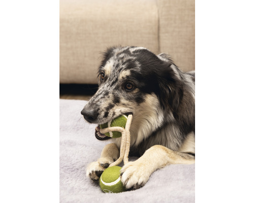 Ein Hund liegt auf einem Kissen und hält ein Hundespielzeug mit zwei Tennisbällen im Maul.