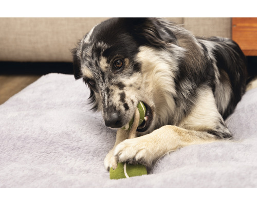Ein Hund kaut auf einem Tennisball auf einem Hundebett.
