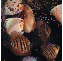 Nahaufnahme mehrerer Diskusfische im Aquarium