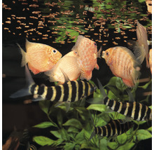 Aquarium mit Diskusfischen und Keilfleckbärblingen