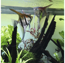 Zwei Segelflosser im Aquarium mit Pflanzen und Dekoration.