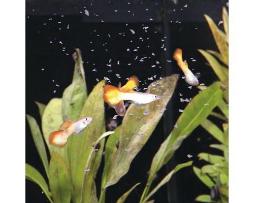 Aquarienszene mit Guppys und Wasserpflanzen