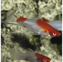 Schwertträger Fisch im Aquarium