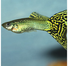 Guppy Fisch mit gemustertem Schwanz