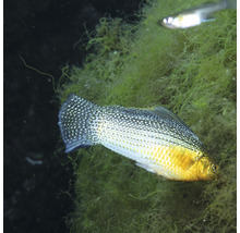 Goldmolly im Aquarium mit Wasserpflanzen