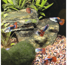 Mehrere Guppys in einem Aquarium mit Pflanzen und Steinen