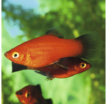 Zwei Rote Platys im Aquarium