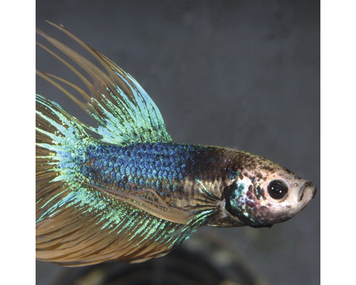 Kampffisch im Profil