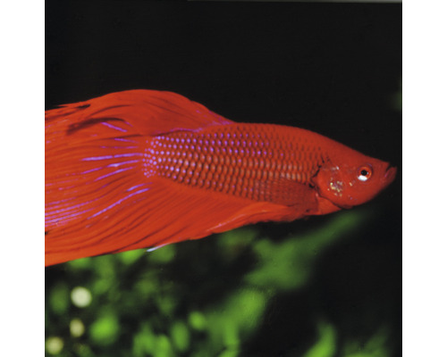 Roter Kampffisch im Aquarium