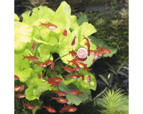 Gruppe roter Zierfische im Aquarium mit Wasserpflanzen