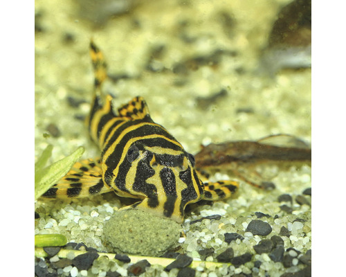 Zebra-Harnischwels im Aquarium auf Kies