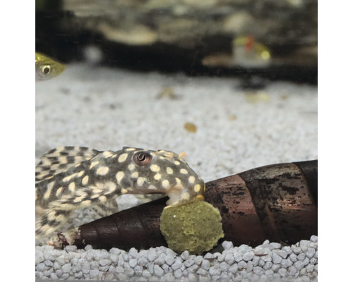 Gepunkteter Antennenwels im Aquarium mit Futtertablette