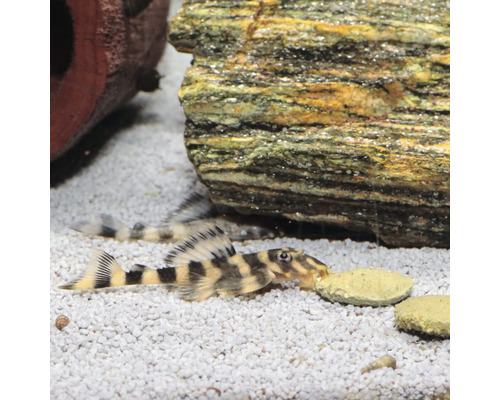 Antennenwels im Aquarium mit Steinen und Futtertabletten