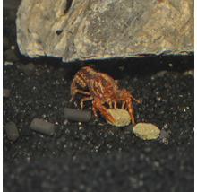 Zwergflusskrebs im Aquarium mit Futter