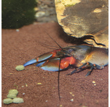 Blauer Florida-Flusskrebs in einem Aquarium