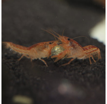 Zwei Flusskrebse im Aquarium