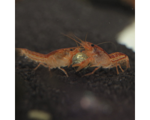 Zwei Flusskrebse im Aquarium