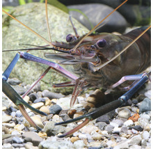Nahaufnahme einer Süßwassergarnelen im Aquarium