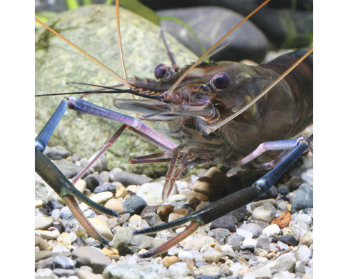 Nahaufnahme einer Süßwassergarnelen im Aquarium