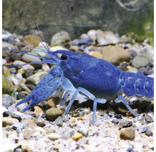 Blauer Florida-Flusskrebs im Aquarium