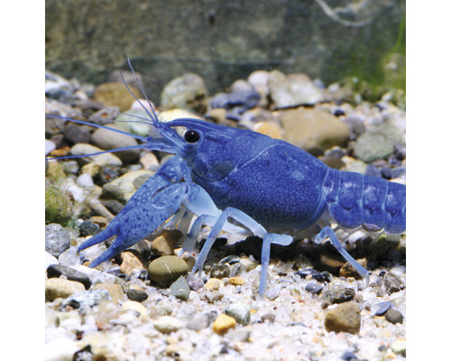 Blauer Florida-Flusskrebs im Aquarium