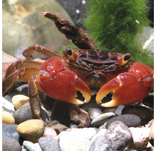 Rote Mangrovenkrabbe im Aquarium mit Steinen und Pflanzen