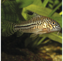Gepanzerter Wels im Aquarium
