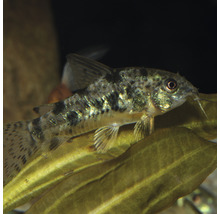 Gepunkteter Panzerwels im Aquarium