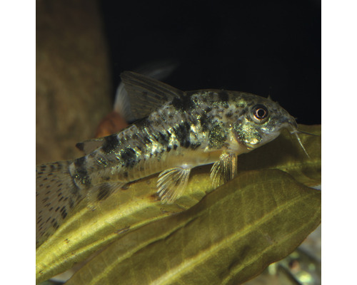 Gepunkteter Panzerwels im Aquarium