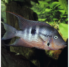 Geophagus brasiliensis Süßwasserfisch im Aquarium