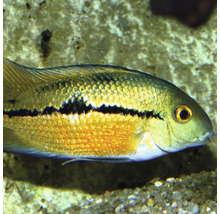 Nahaufnahme eines Flaggenbuntbarsches im Aquarium