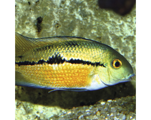 Nahaufnahme eines Flaggenbuntbarsches im Aquarium