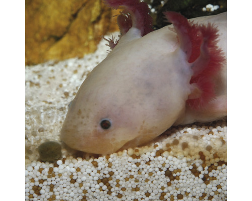 Axolotl im Aquarium