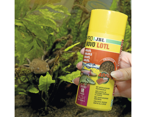 JBL Pro Novo Lotl Futterdose mit Axolotl im Aquarium