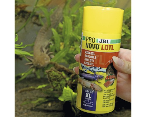 JBL Novo Lotl Axolotl Futterdose mit Axolotl im Aquarium